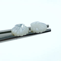 Clam Shell White Mother of Pearl WM-0192
